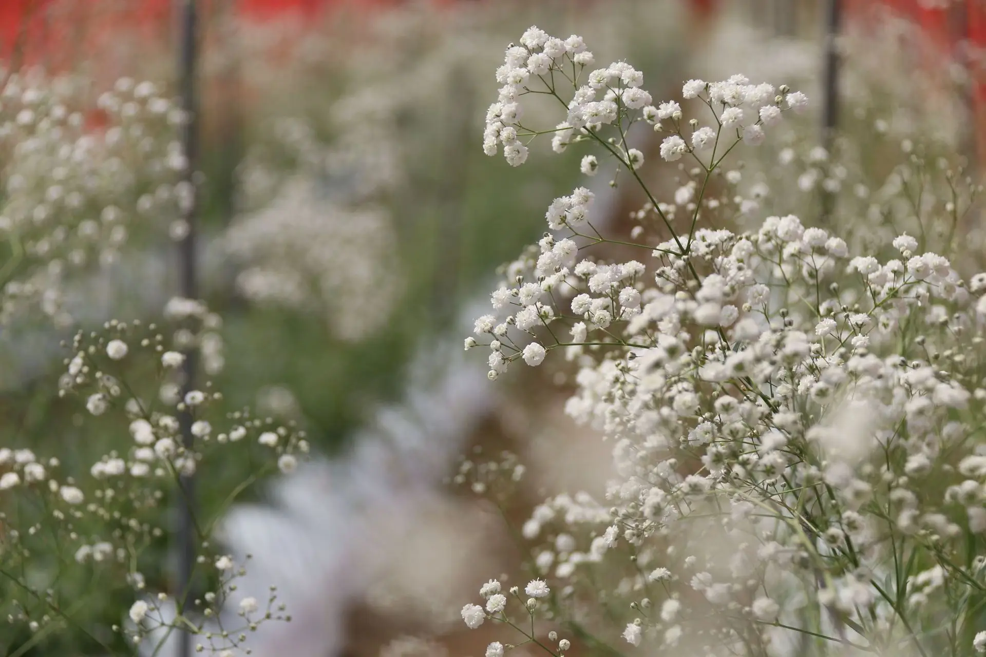 ハウス内のかすみ草