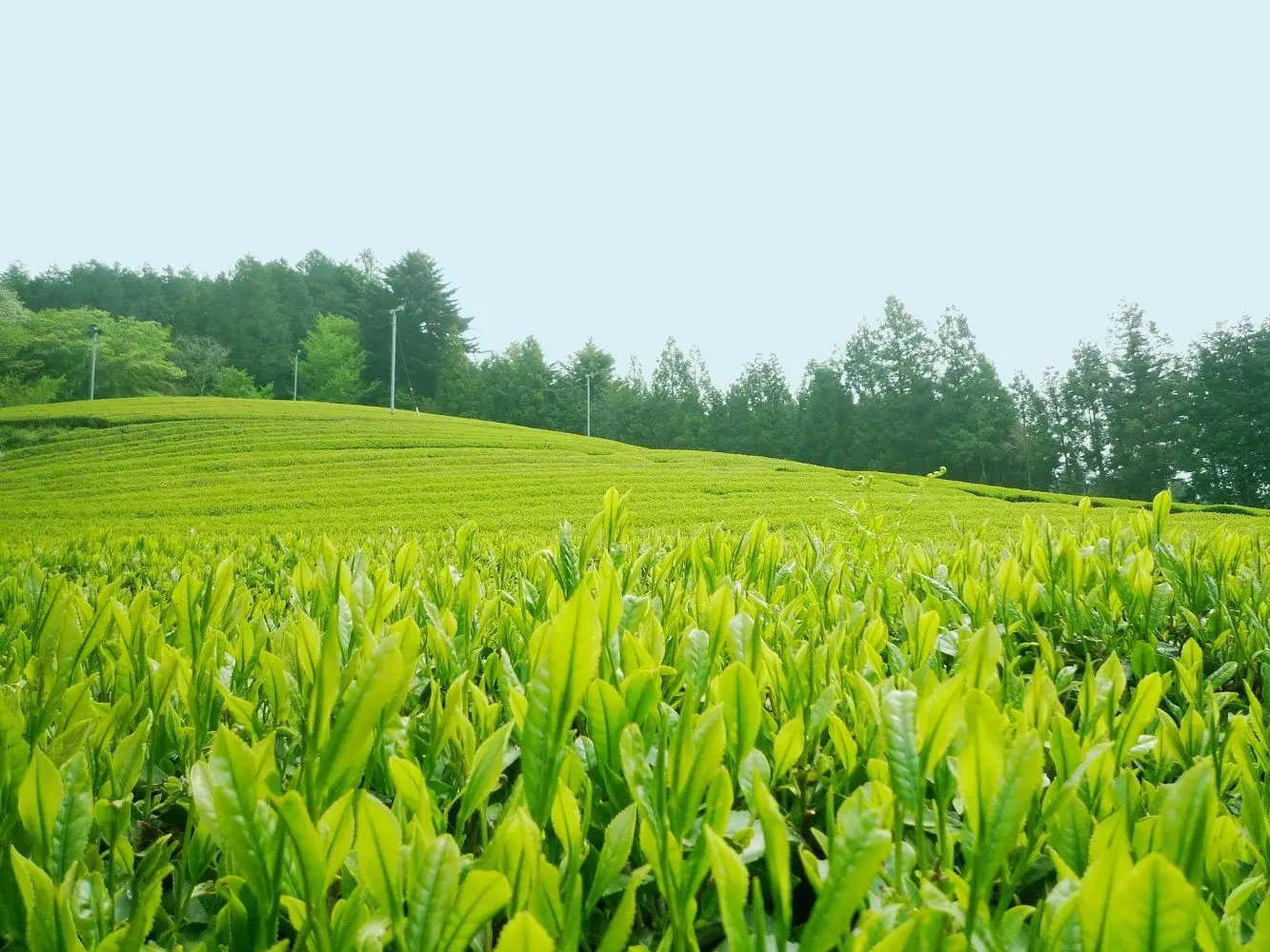 古内地区で生産される「古内茶」は、茨城三大銘茶の一つ。上品な香りとすっきりとした後味が特徴です。