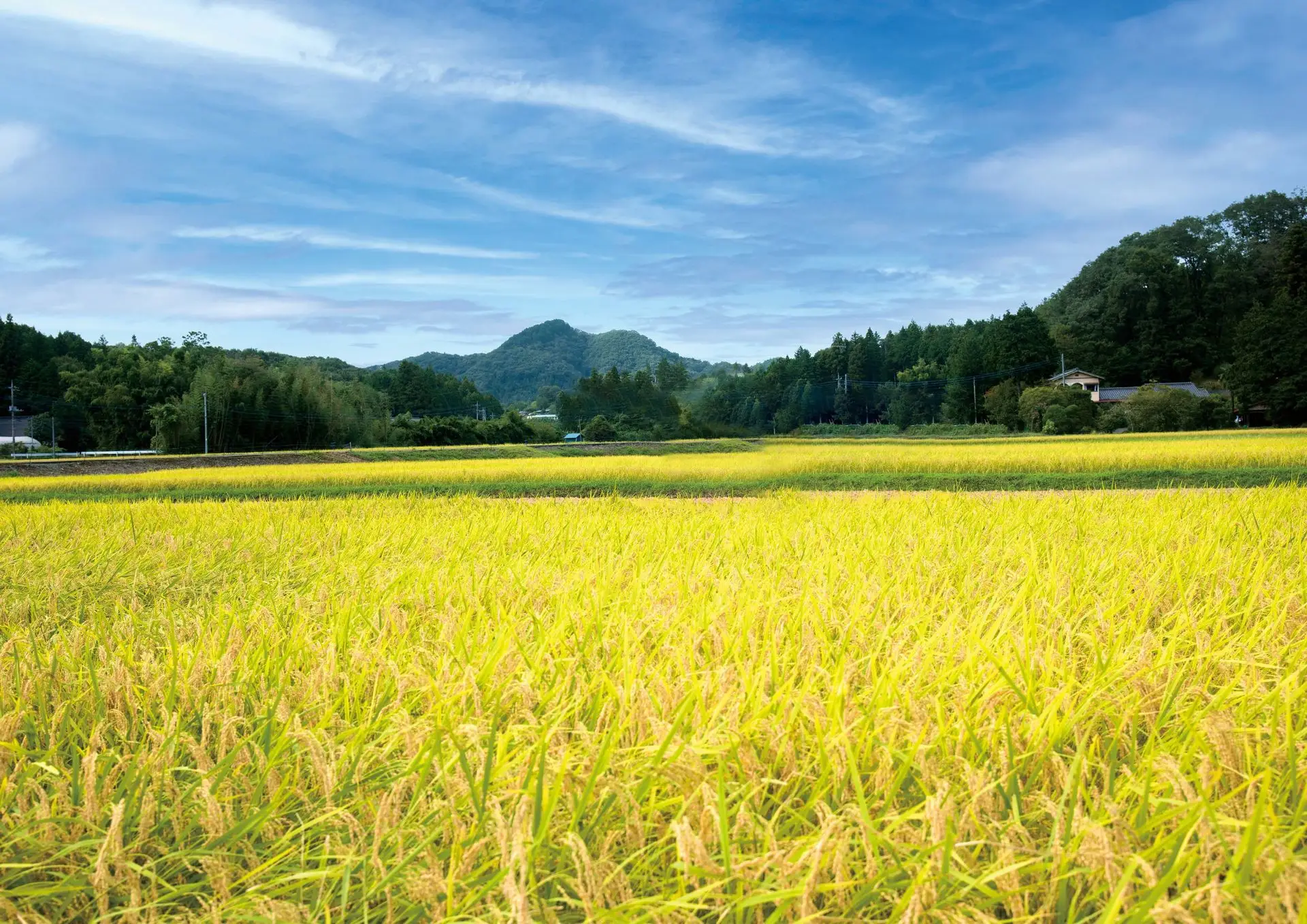 お米日本一コンテストでの受賞歴のある「ななかいの里の米コシヒカリ」噛めば噛むほど味がふくらみます。