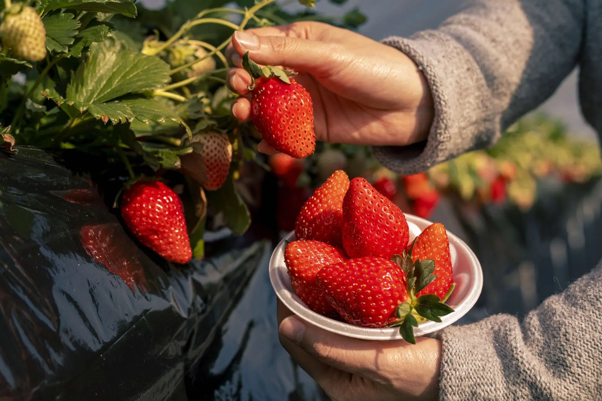 日本一のいちご