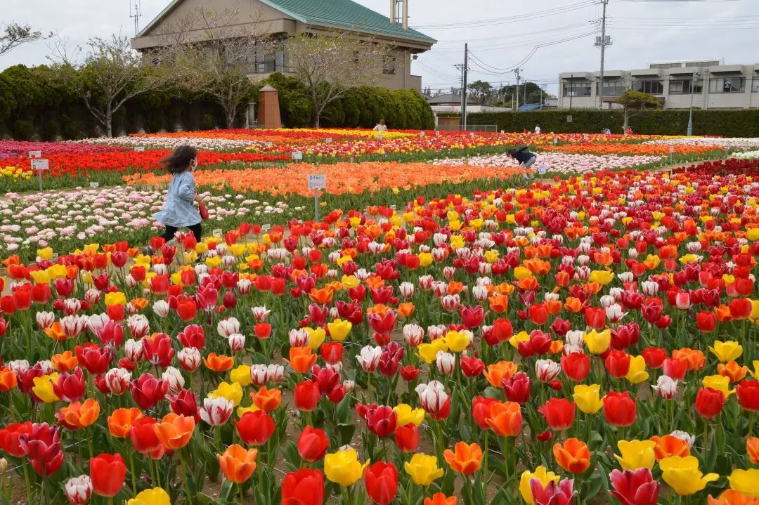 のさか花の広場