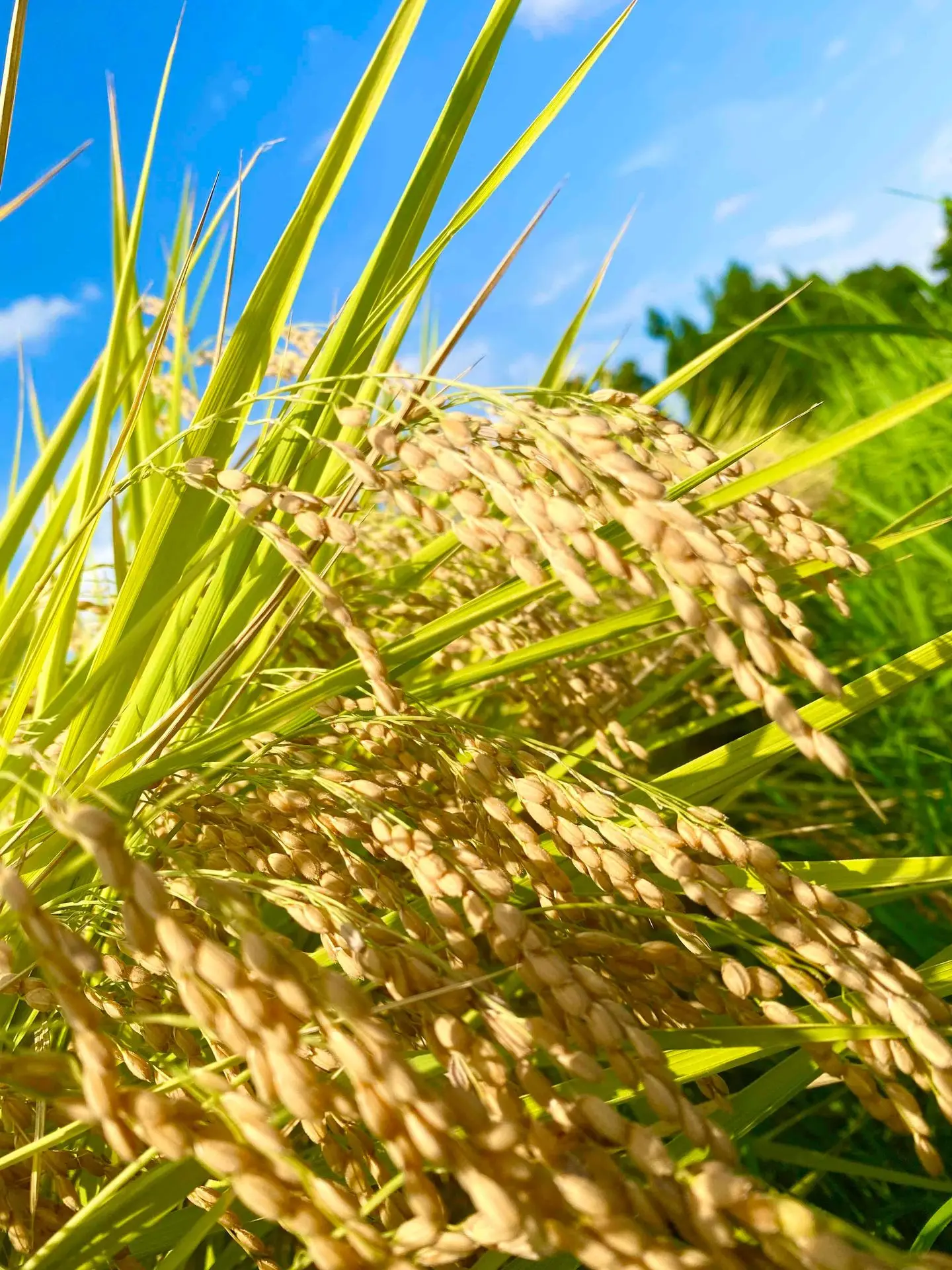 特産品は南魚沼産コシヒカリ