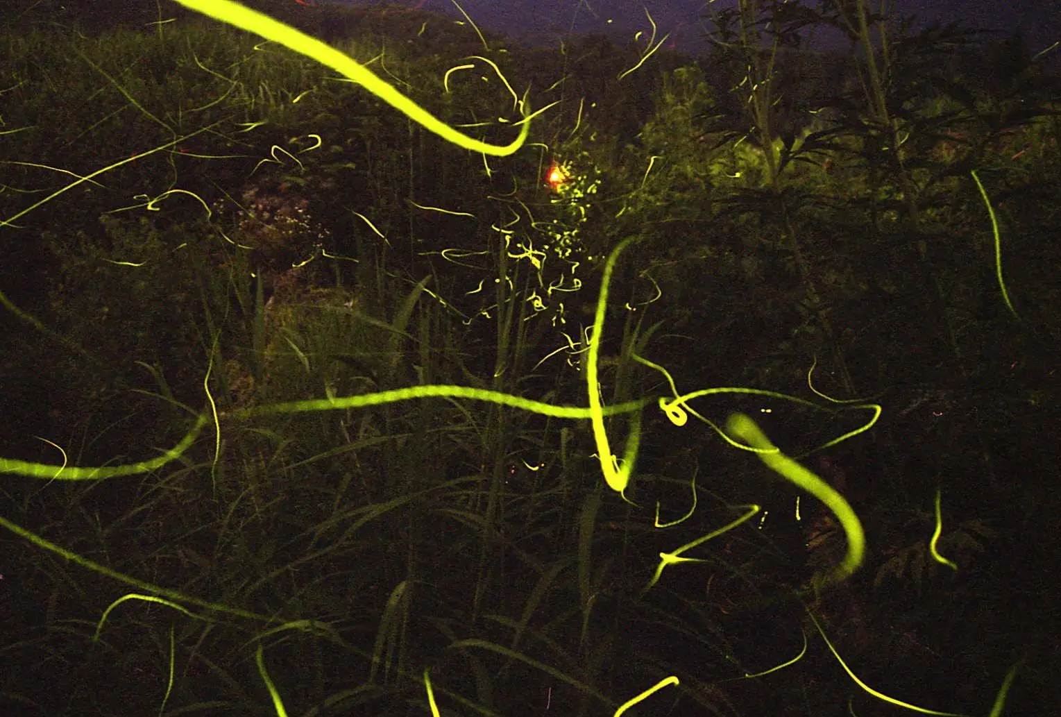 ホタルが舞う自然豊な里山