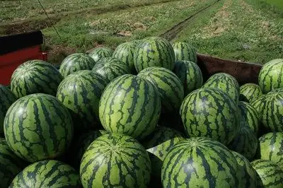 八色すいかは市内でしか出まわらない逸品