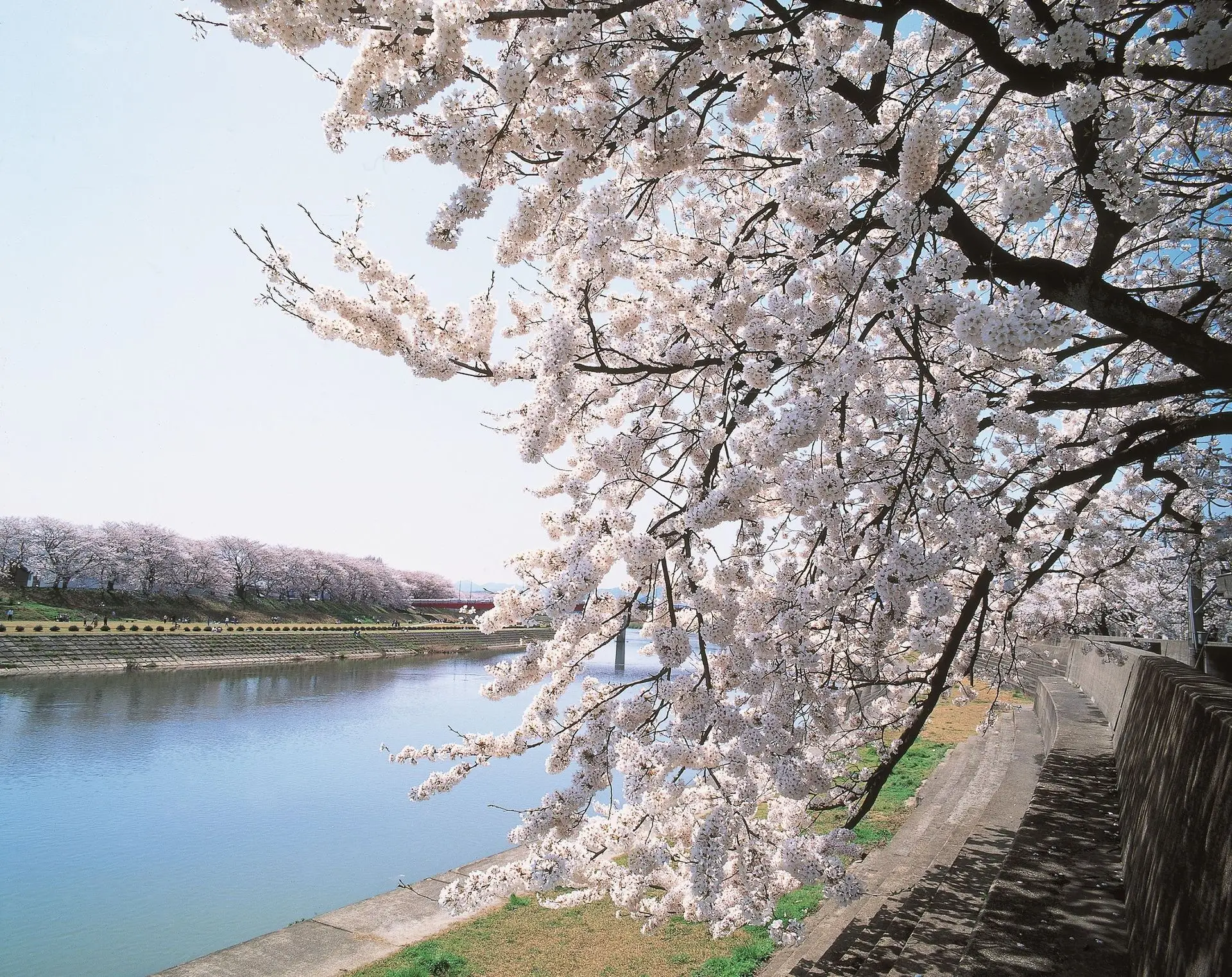 足羽川の桜並木