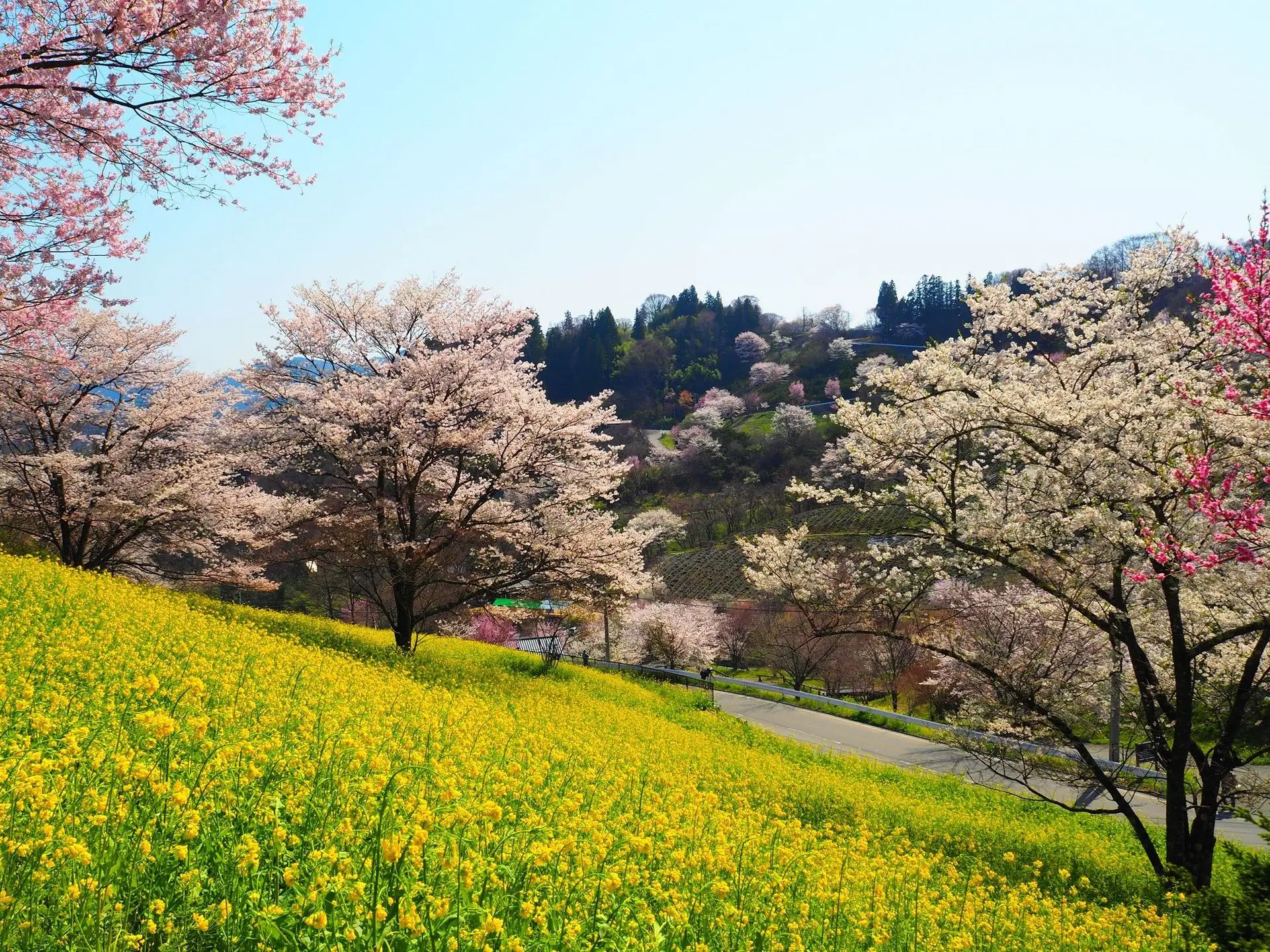 陸郷地区の桜と花。