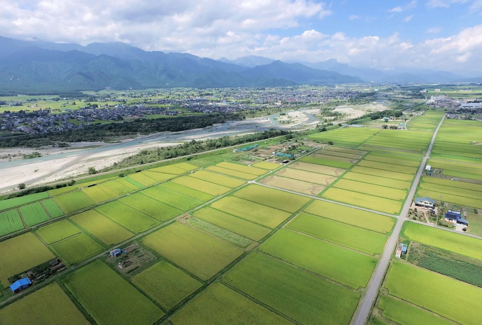 夏の池田町。緑の田園風景が広がります。