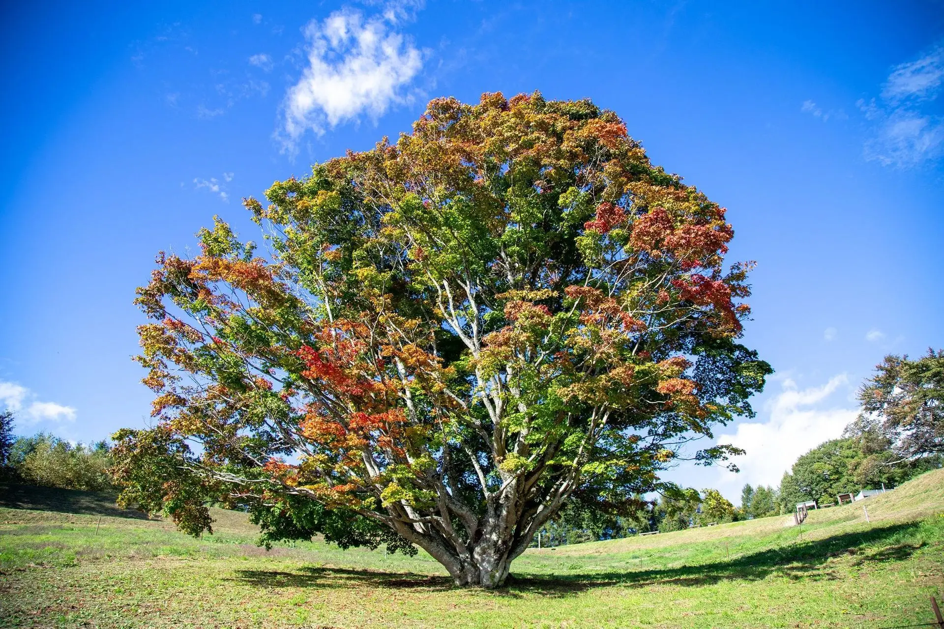 １本の木に多彩に色づく「七色オオカエデ」。樹齢250年以上の大樹です。