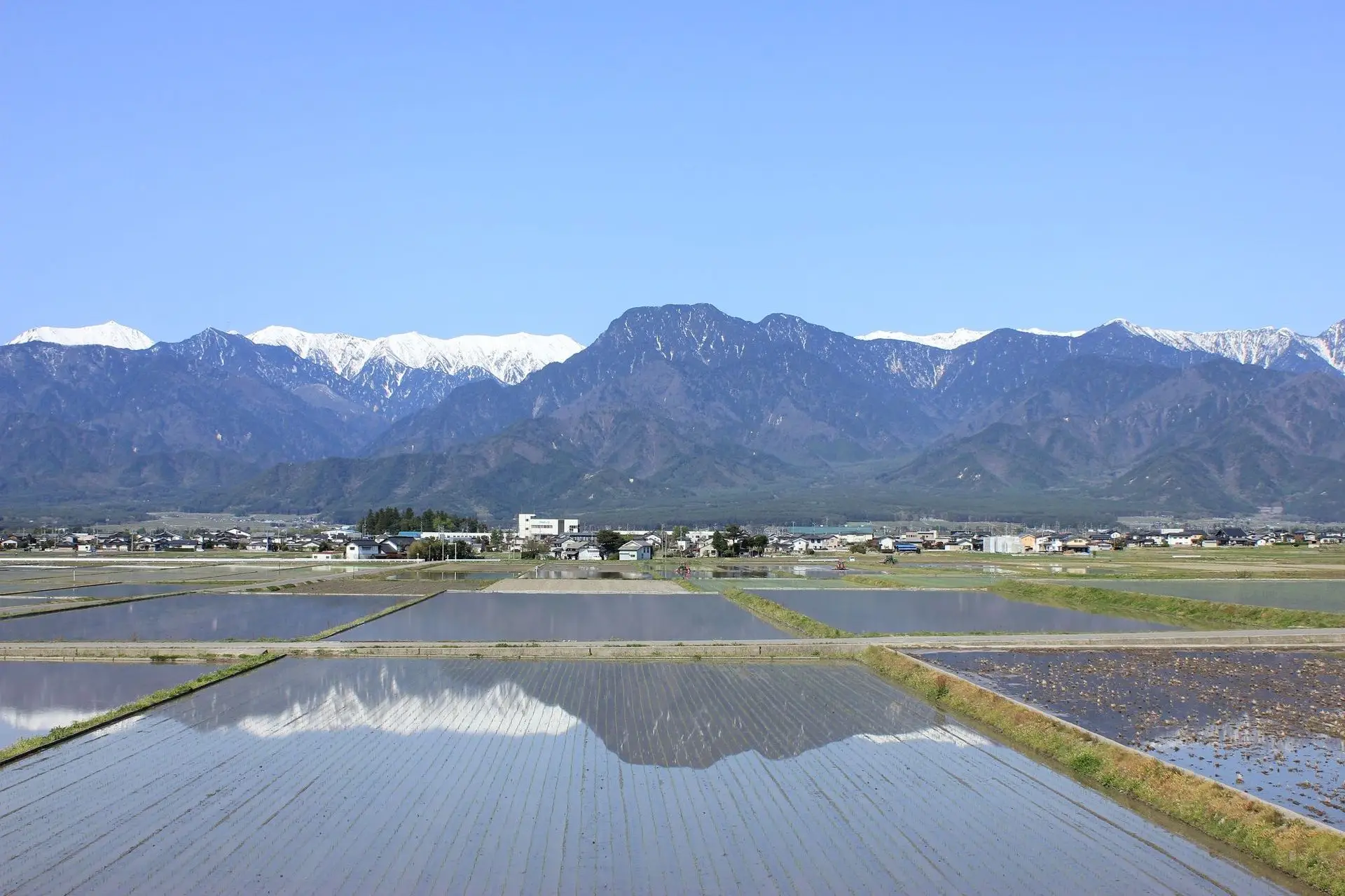 5月の池田町。北アルプスが田んぼの水鏡に映ります。