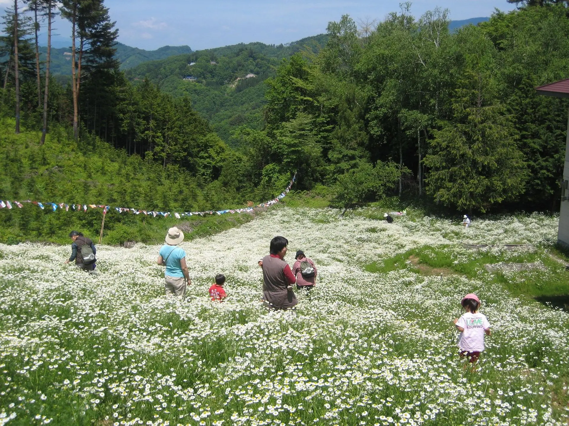 6月のカモミール畑。摘み取り体験もあります、