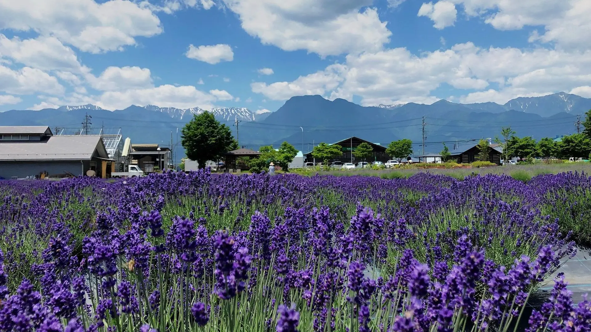 6～7月にはラベンダーが咲きます。