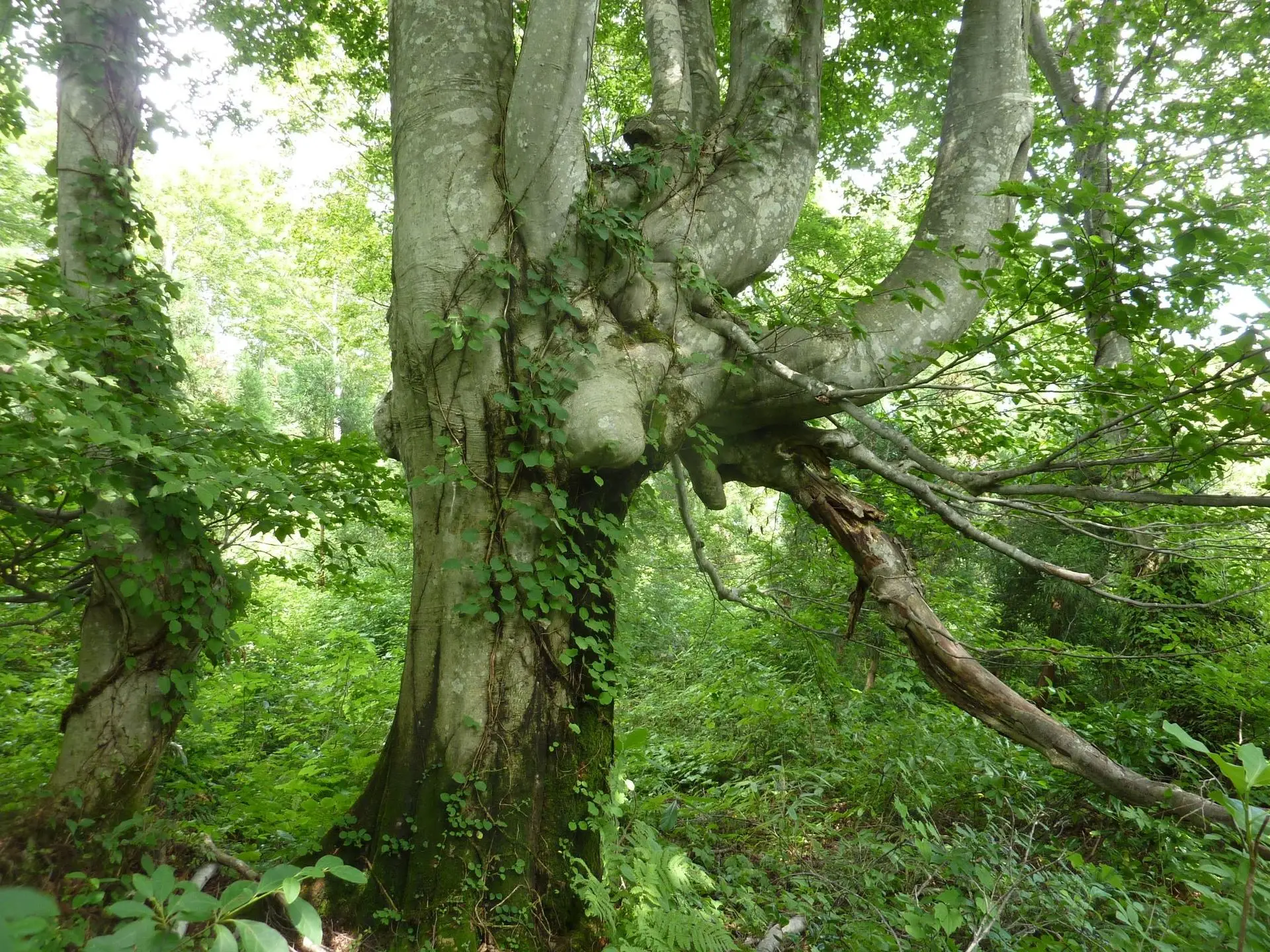 「とどのつまり」の語源になったという説もある戸土（とど）地区にある巨木