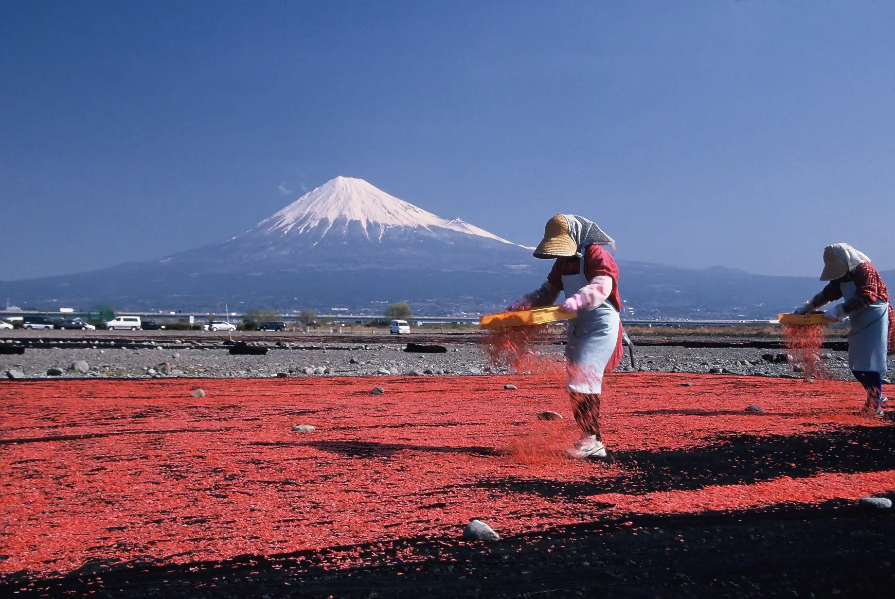 桜えびと富士山
