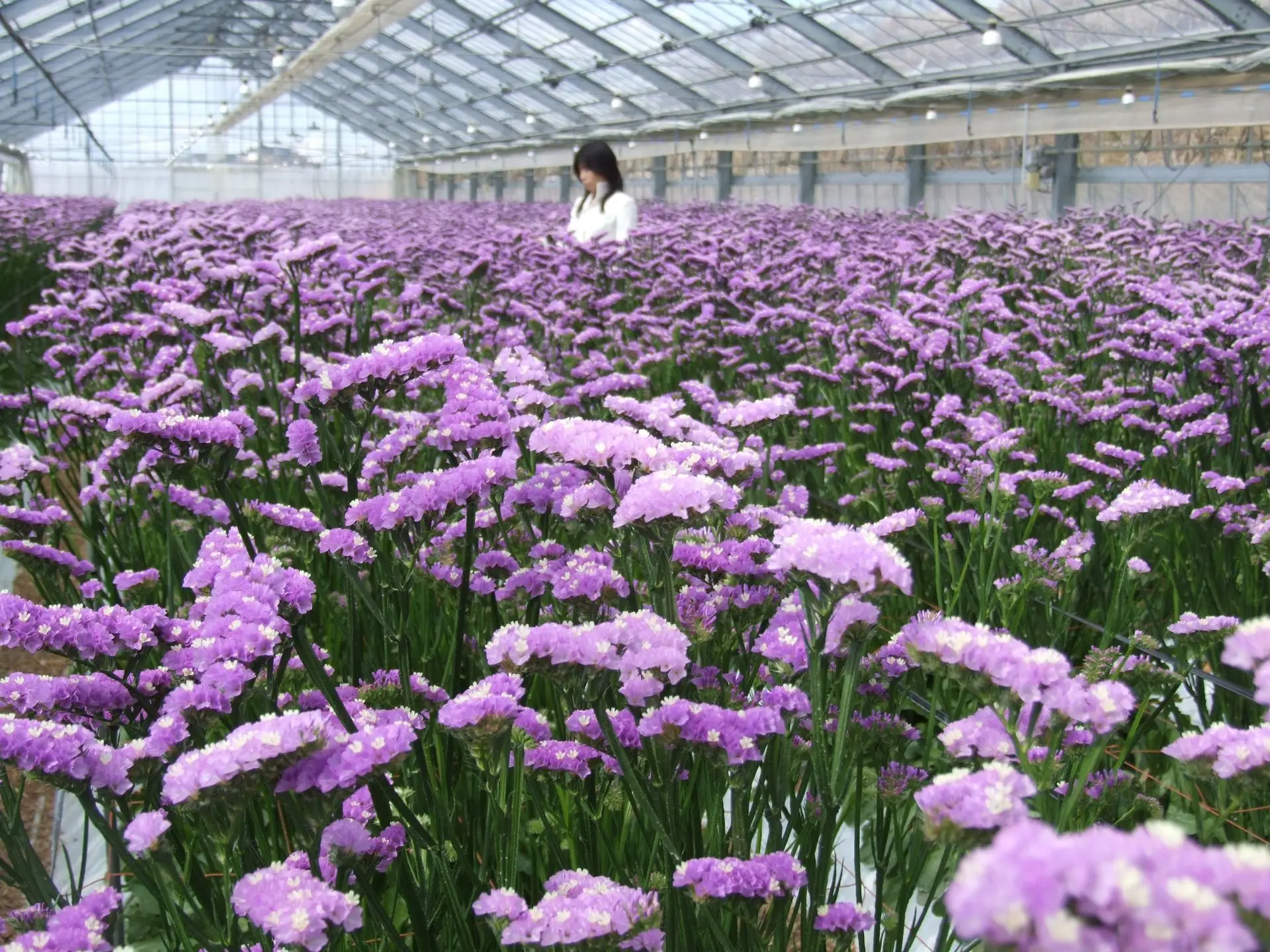 スターチス花園