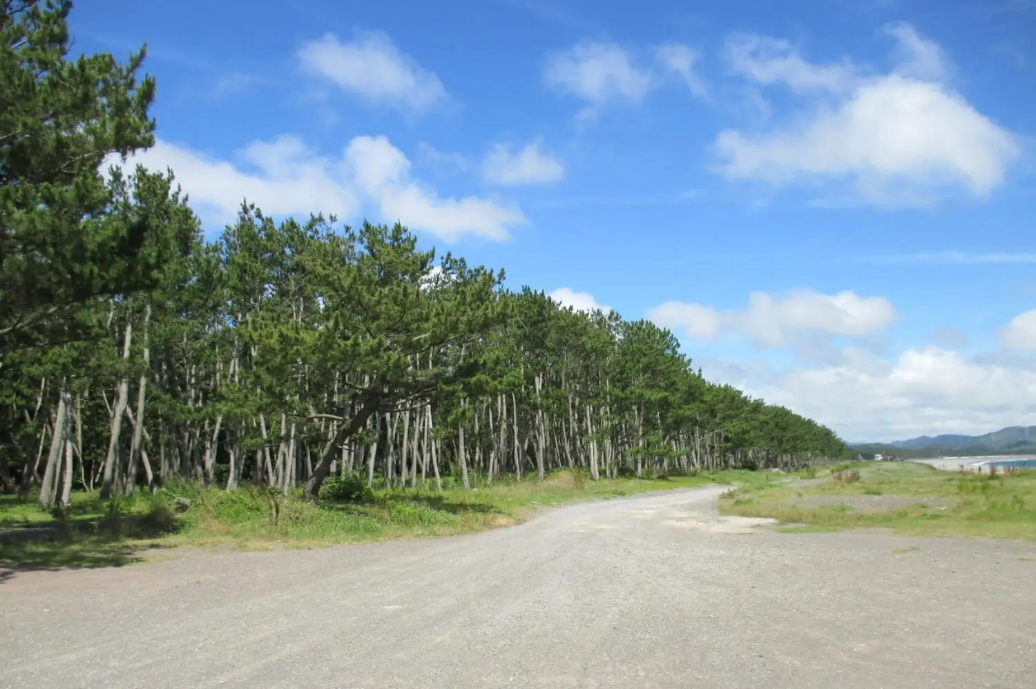 〈白砂青松〉
江戸時代から地元の人たちの活動で保護されてきた。松林内には、心地よい散歩道がたくさん。
