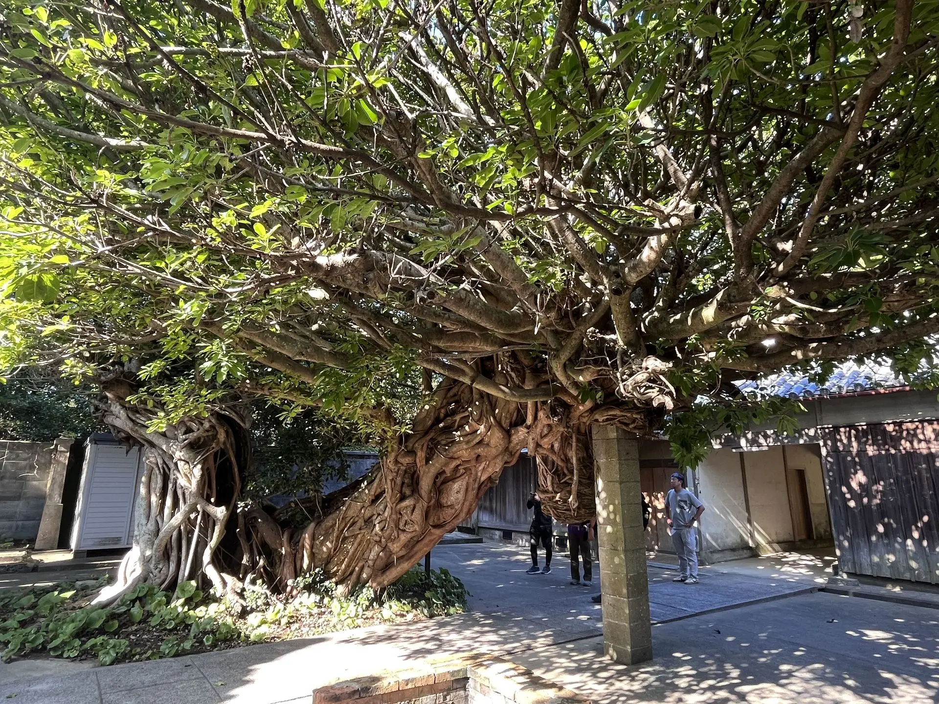 〈パワースポット〉
近隣市町村の地元民からもパワースポットと言われる龍王神社。