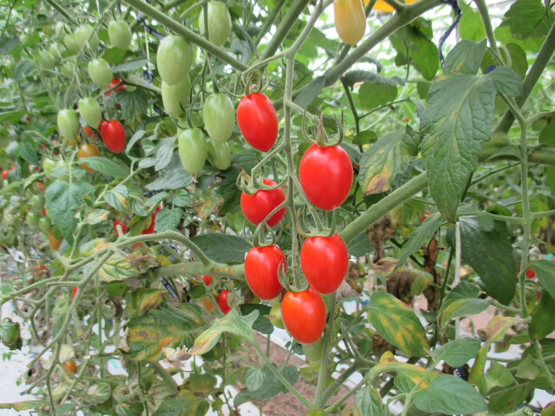 〈松ブランド〉
環境保全型農業から生まれた松とまと、松きゅうり、松いちご。松葉堆肥を活用。