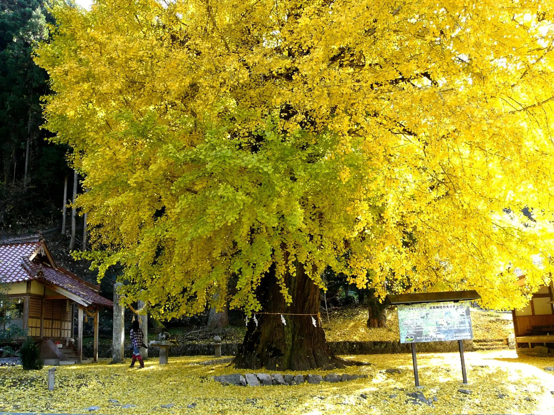 香淀の大イチョウ
