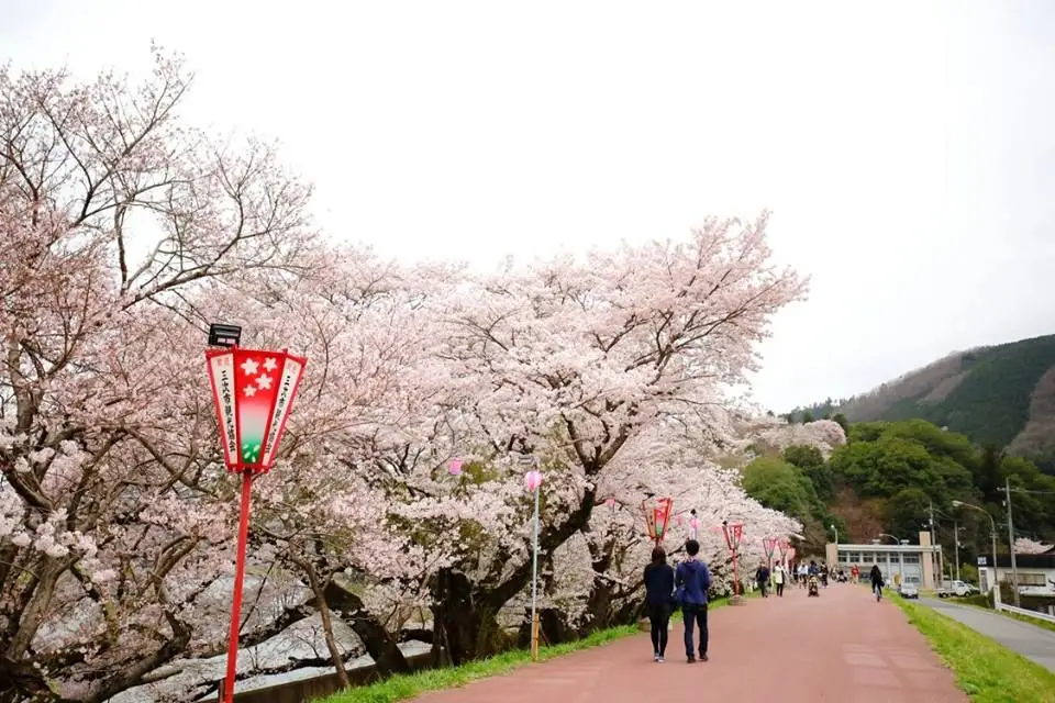 三次さくら祭り