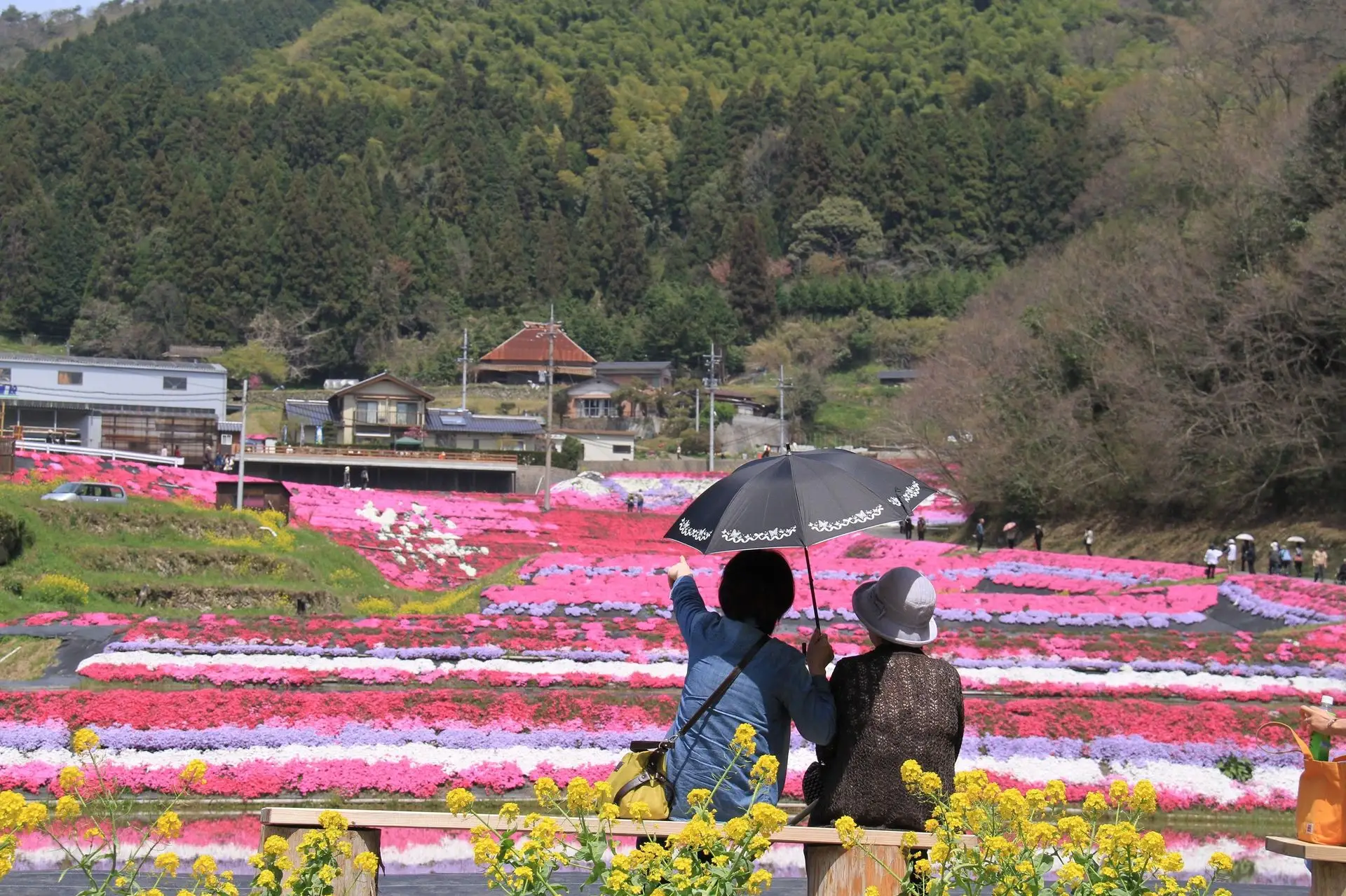 大通理地区の芝桜