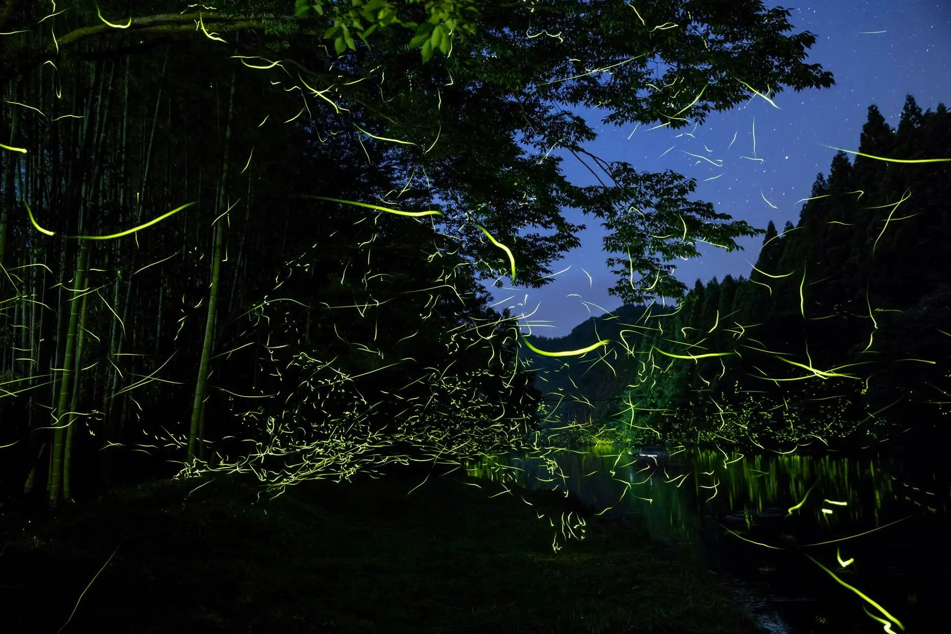 夏にはホタルが舞う地域も