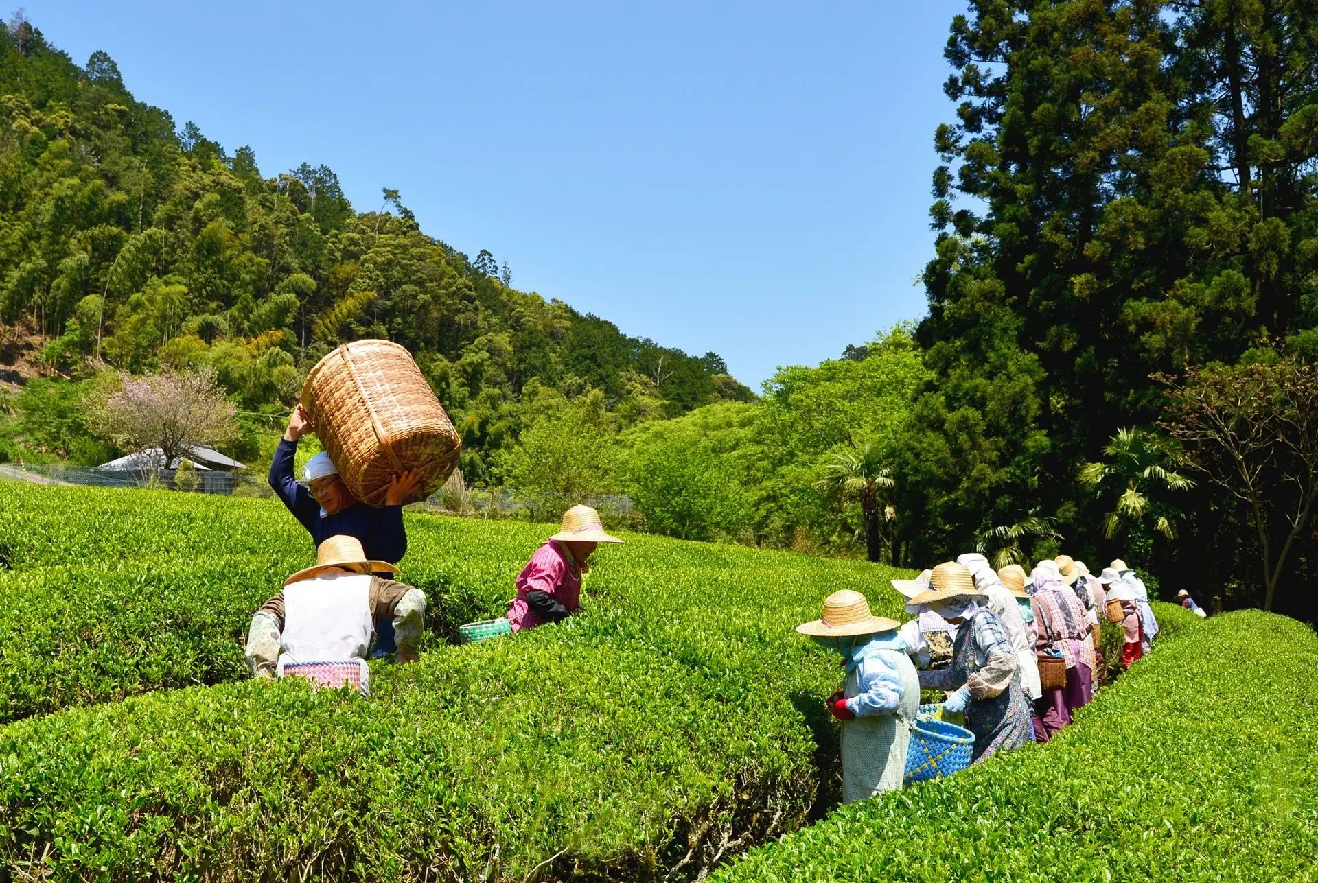 新茶のお茶摘み