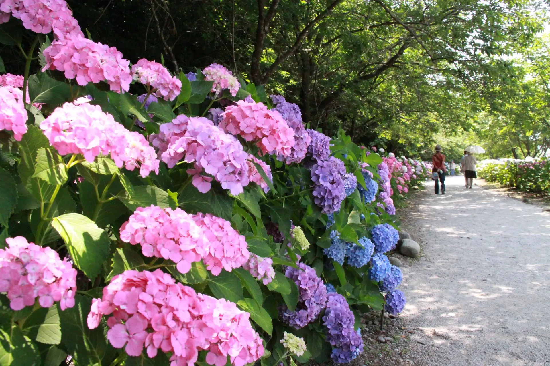 のいちあじさい街道