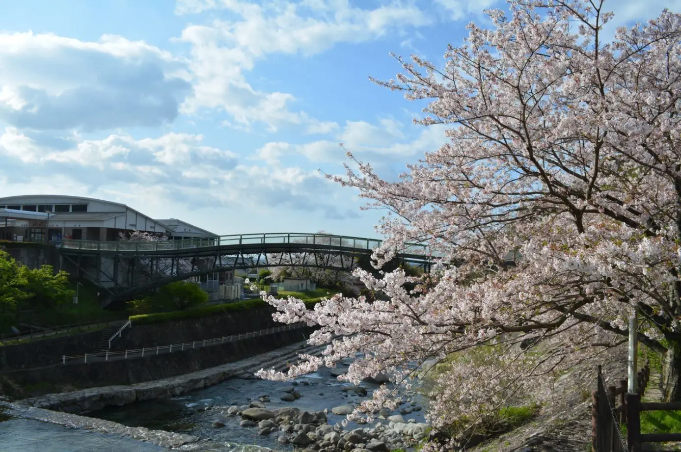 愛逢橋(桜)