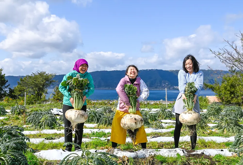 桜島大根収穫体験_Experience to harvest Sakurajima daikon