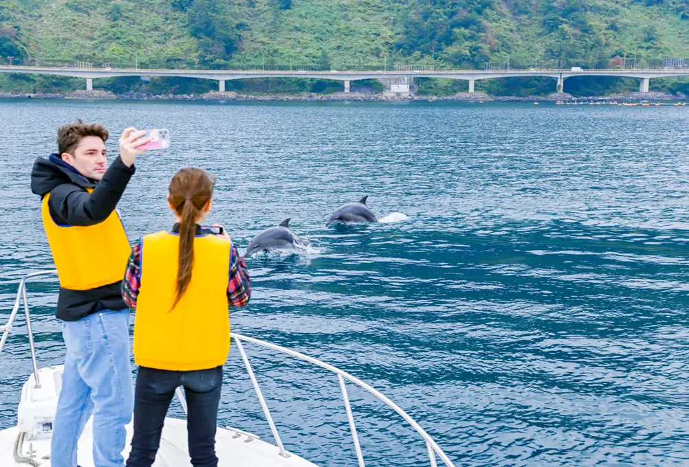 イルカウォッチング_Dolphin watching