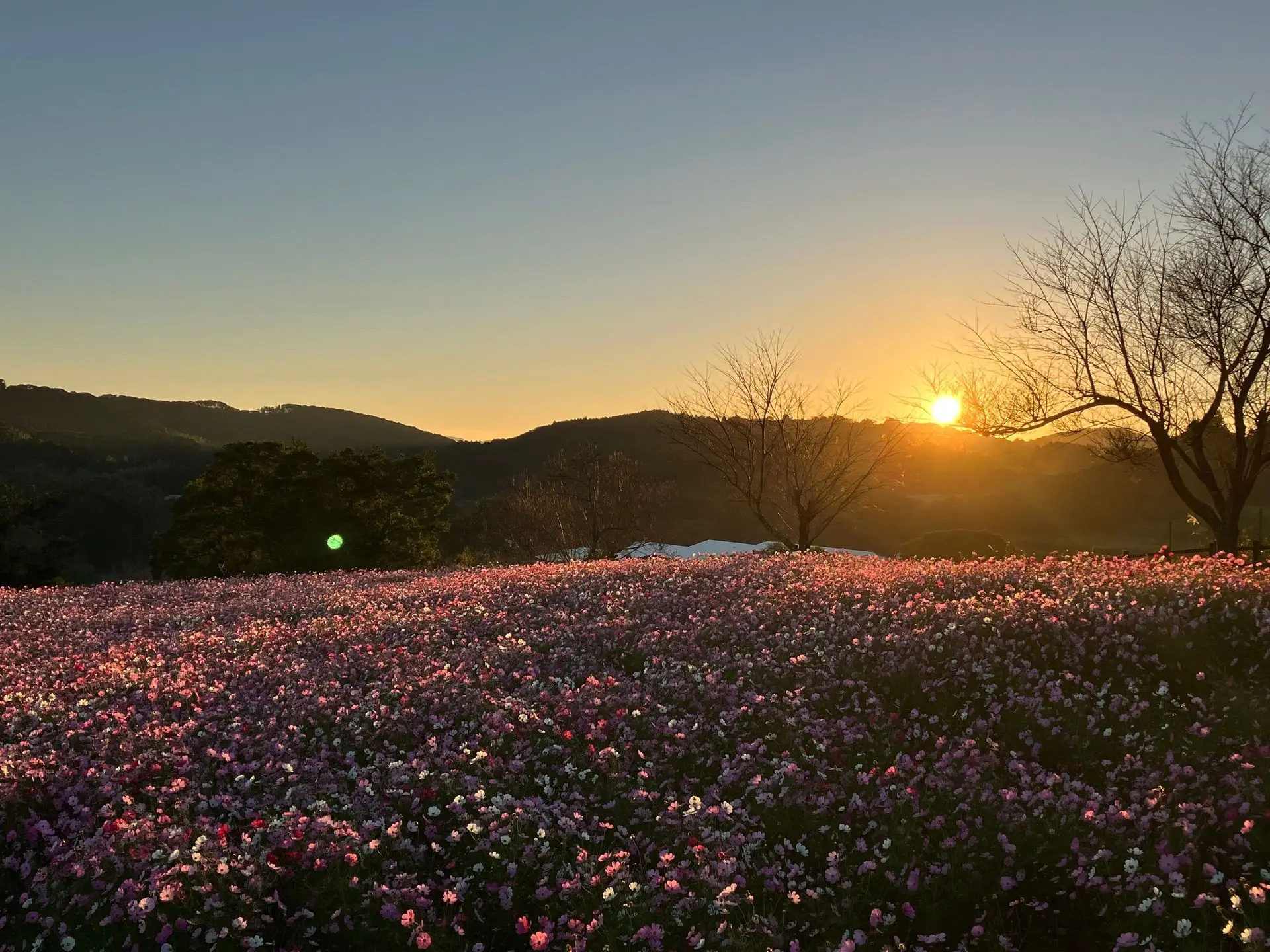 上場高原 コスモス