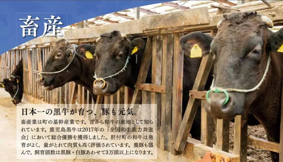 日本一の肝付町の黒牛