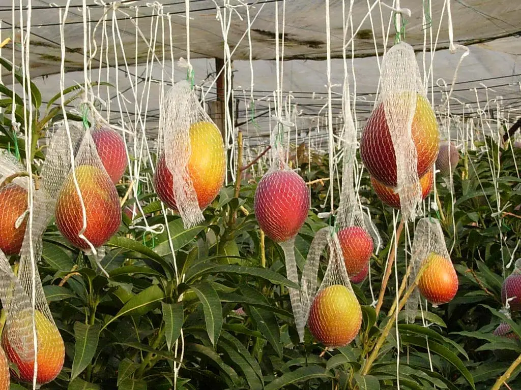 特産のマンゴー