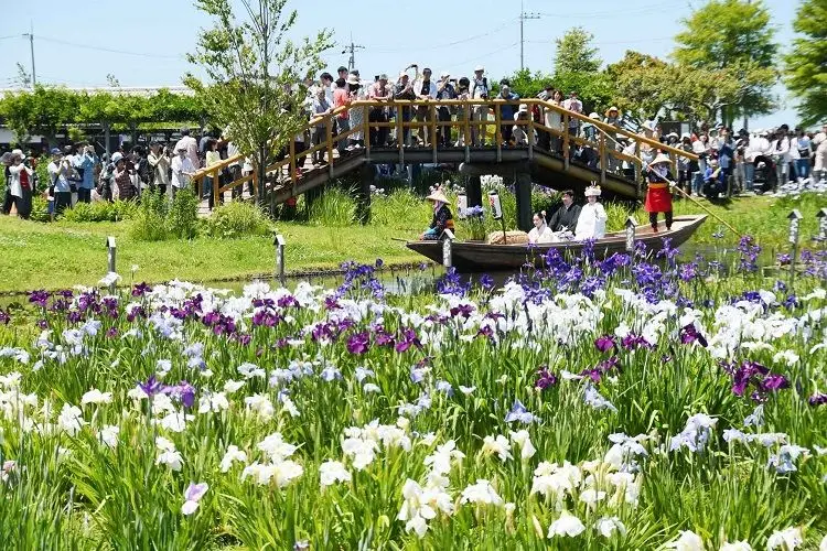 【千葉県香取市】地域おこし協力隊（水郷佐原あやめパーク活性化業務）を募集します！