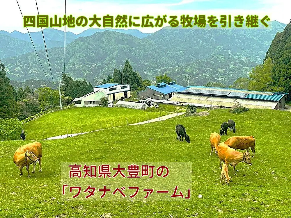 【事業承継】四国のスイス?!な大自然に広がる牧場を引き継ぐ!🐂🐂🐂【大豊町】
