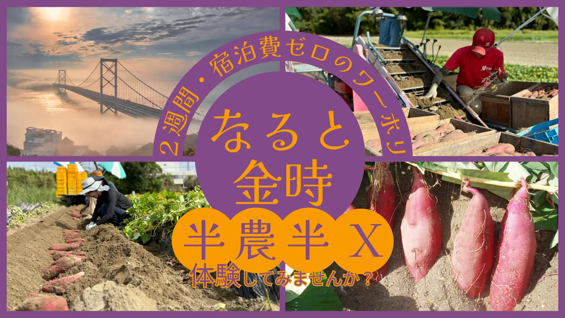 【徳島県鳴門市】宿泊費０で２週間のお試し暮らし！潮風感じる海辺で特産品「なると金時」の農業バイト体験してみませんか？