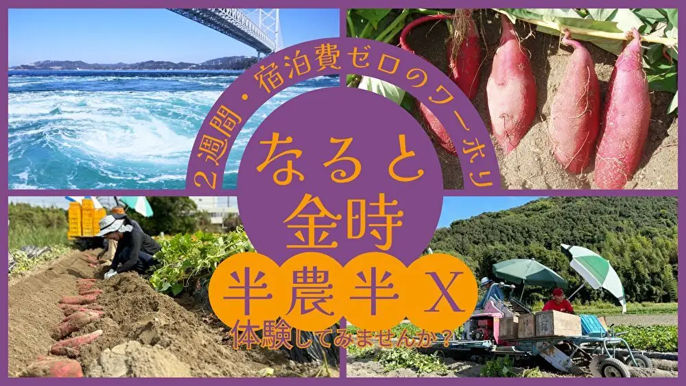 【徳島県鳴門市】第2弾 募集中!宿泊費ゼロで2週間のお試し暮らし!潮風感じる海辺で特産品「なると金時」の農業バイト体験してみませんか?