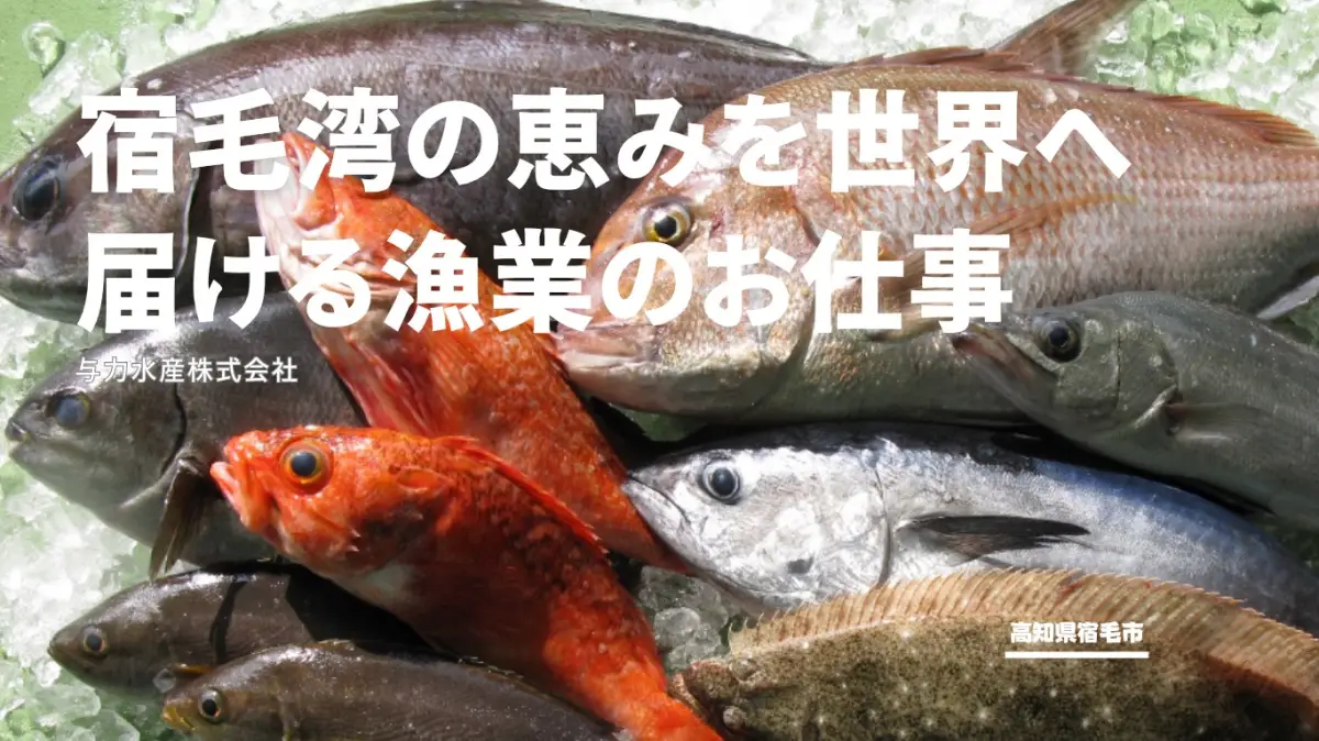 【ワーホリ】海の恵みを届ける仕事にチャレンジ！プロの目利き仕入れ・加工・流通を学べる【高知県宿毛市】
